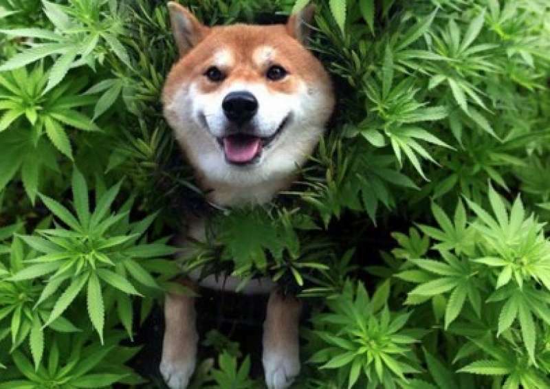 cane e marijuana 1