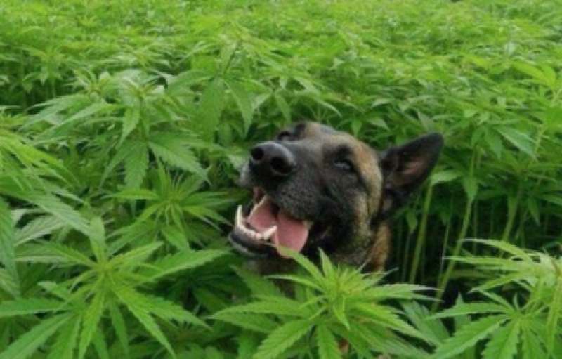 cane e marijuana 2