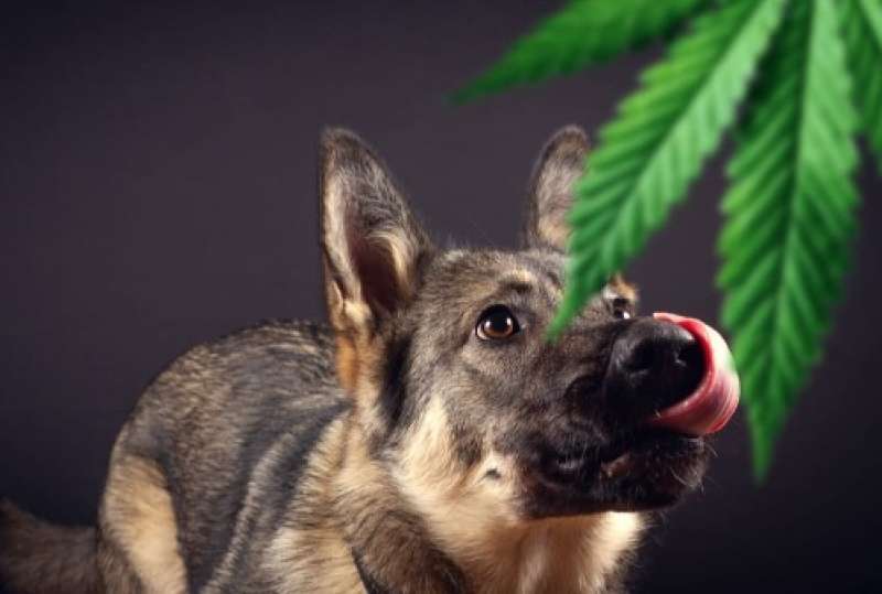 cane e marijuana 3