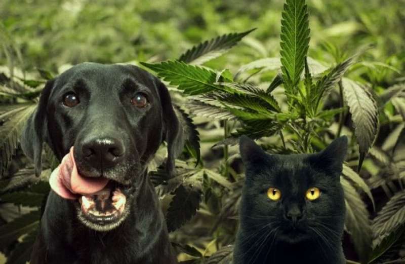 cane e marijuana 4