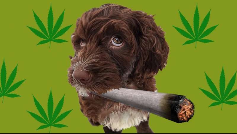 cane e marijuana 5