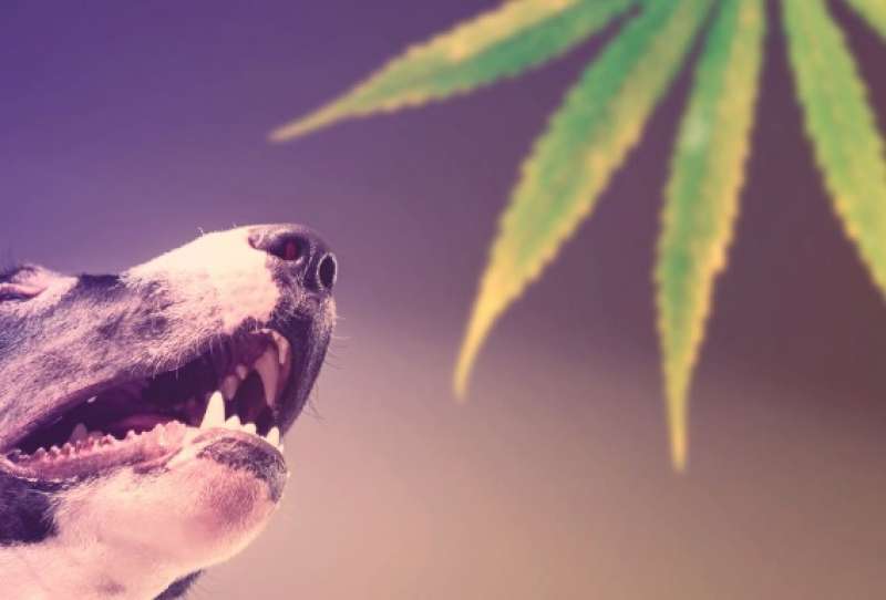 cane e marijuana 6