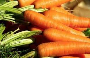 carote 1