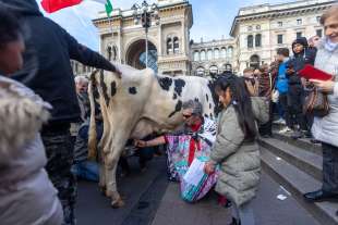 mucca alla protesta degli agricoltori 10