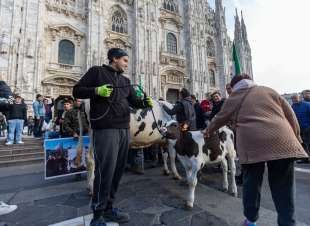 mucca alla protesta degli agricoltori 15