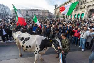 mucca alla protesta degli agricoltori 17