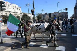 mucca alla protesta degli agricoltori 2