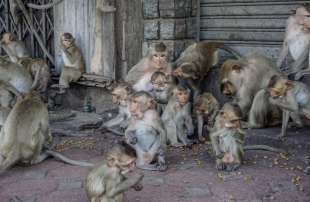 scimmie a lopburi in thailandia 2