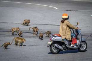 scimmie a lopburi in thailandia 5