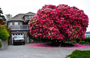 canadian rhododendron