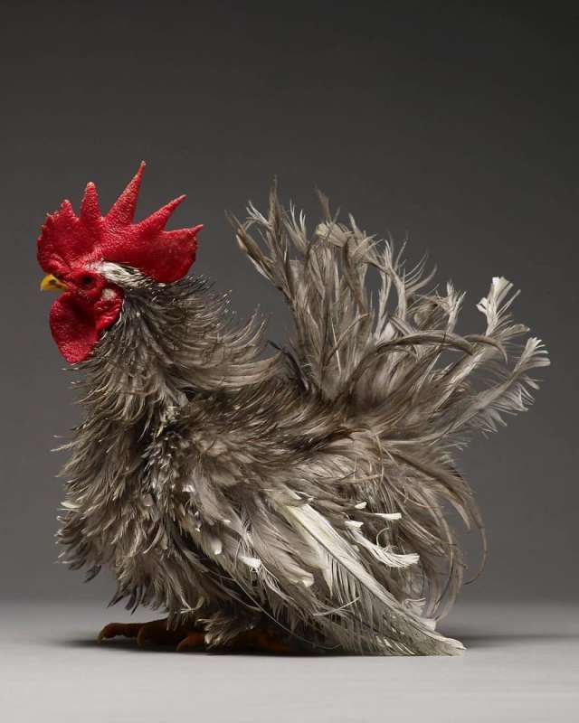 le galline piu belle del mondo 24