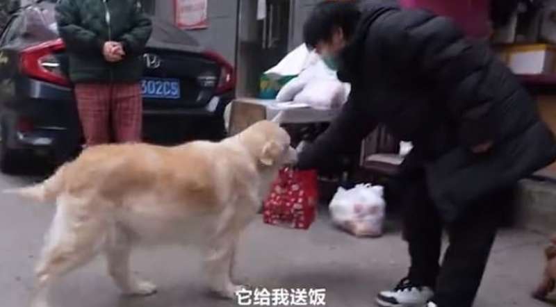 cane porta cibo al padrone a wuhan 3