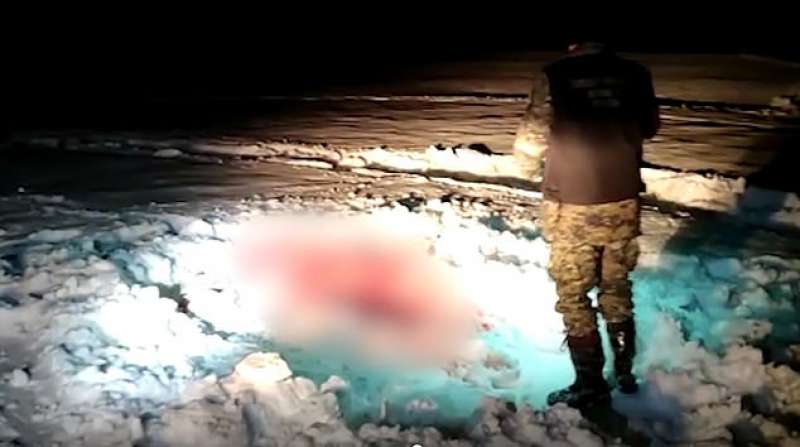 cacciatori uccidono alce incinta in russia 4