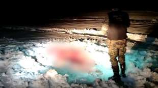 cacciatori uccidono alce incinta in russia 4