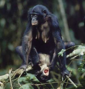 femmina dei bonobo