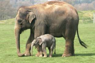 femmina di elefante col cucciolo