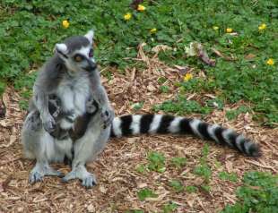femmine lemuri