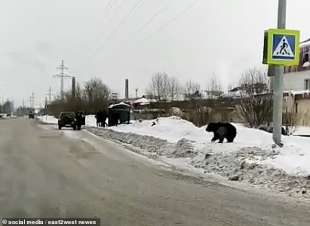 orso insegue un uomo in siberia 7