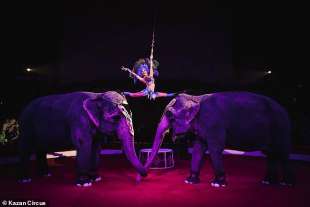 rissa tra elefanti in un circo in russia 1