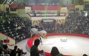 rissa tra elefanti in un circo in russia 2