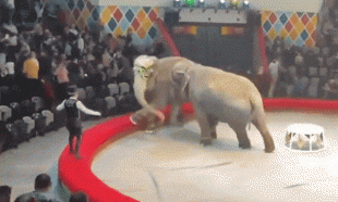 rissa tra elefanti in un circo in russia 3