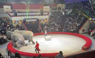 rissa tra elefanti in un circo in russia 5