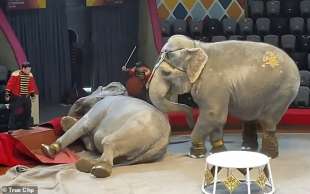 rissa tra elefanti in un circo in russia 6