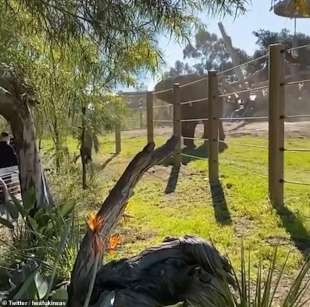 selfie con il figlio nel recinto dell'elefante nello zoo di san diego 4