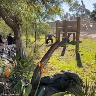 selfie con il figlio nel recinto dell'elefante nello zoo di san diego 5