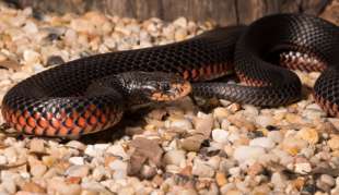 serpente nero dal ventre rosso 1