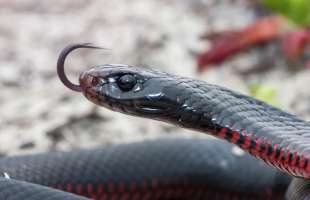 serpente nero dal ventre rosso 2