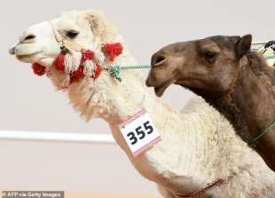 Cammelli al Qatar Camel Festival 6