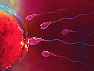 infertilita maschile 1
