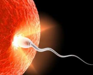 infertilita maschile 4