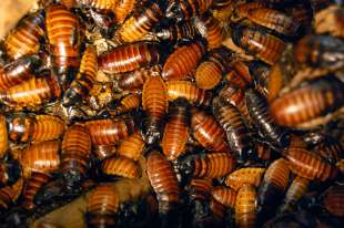 scarafaggi del madagascar 2