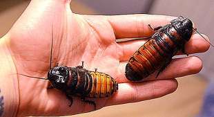 scarafaggi del madagascar 3