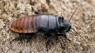 scarafaggi del madagascar 4