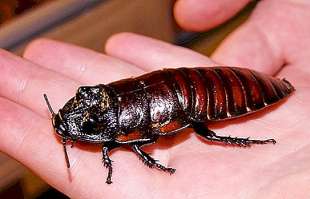 scarafaggi del madagascar 6