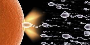 spermatozoi 4
