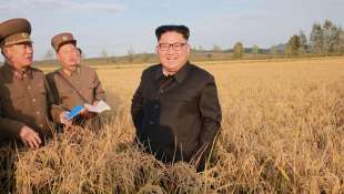 il dittatore nordcoreano kim jong un in un campo di grano 1