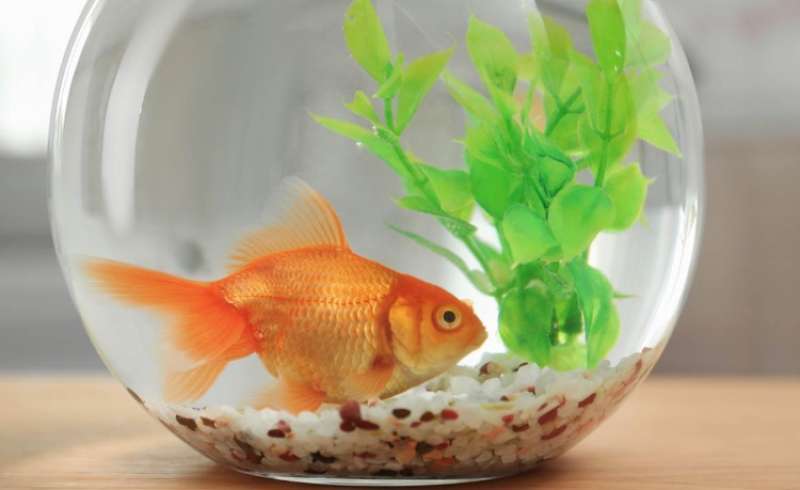 Non mettere i pesci rossi nelle bocce di vetro. - Trucchi e consigli di  vita quotidiana