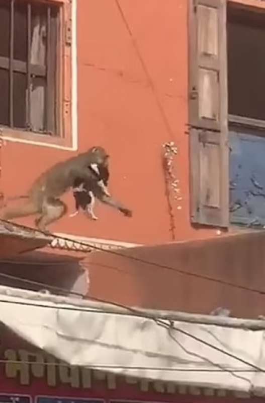 scimmia rapisce cane in india 2