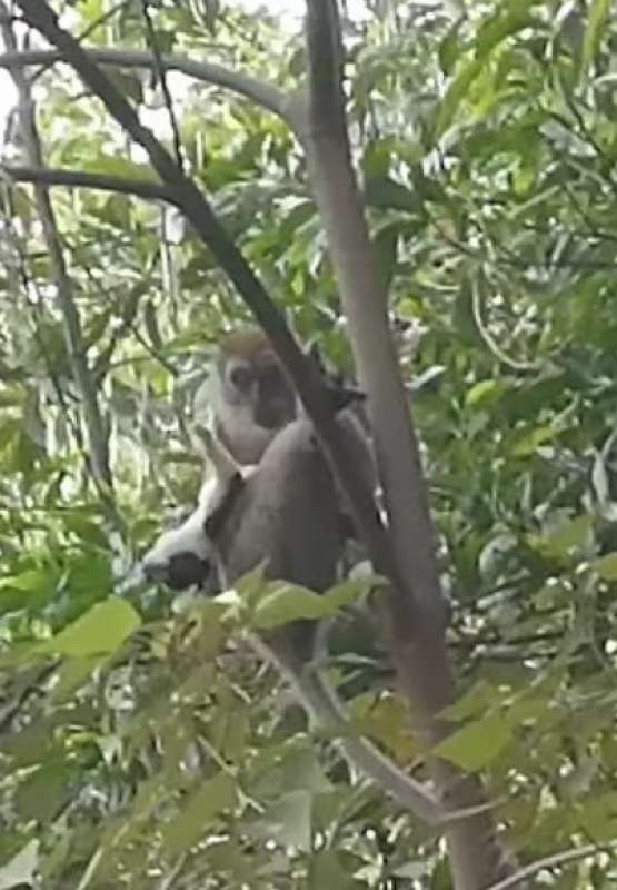 scimmia rapisce cane in india 5