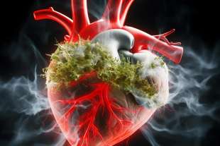 cannabis e salute cardiaca 2