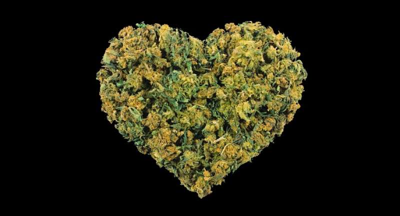 cannabis e salute cardiaca 3