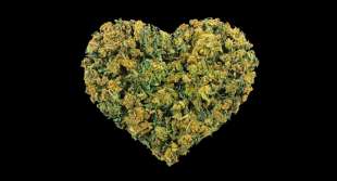 cannabis e salute cardiaca 3