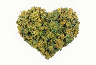 cannabis e salute cardiaca 4