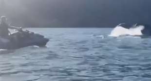 jair bolsonaro infastidisce una balena 1