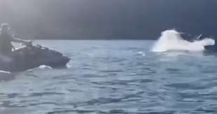 jair bolsonaro infastidisce una balena 3