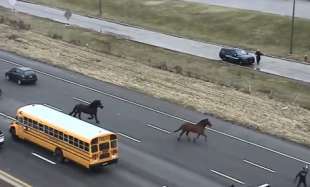 ohio cavalli scappano dalle scuderie e corrono in autostrada.
